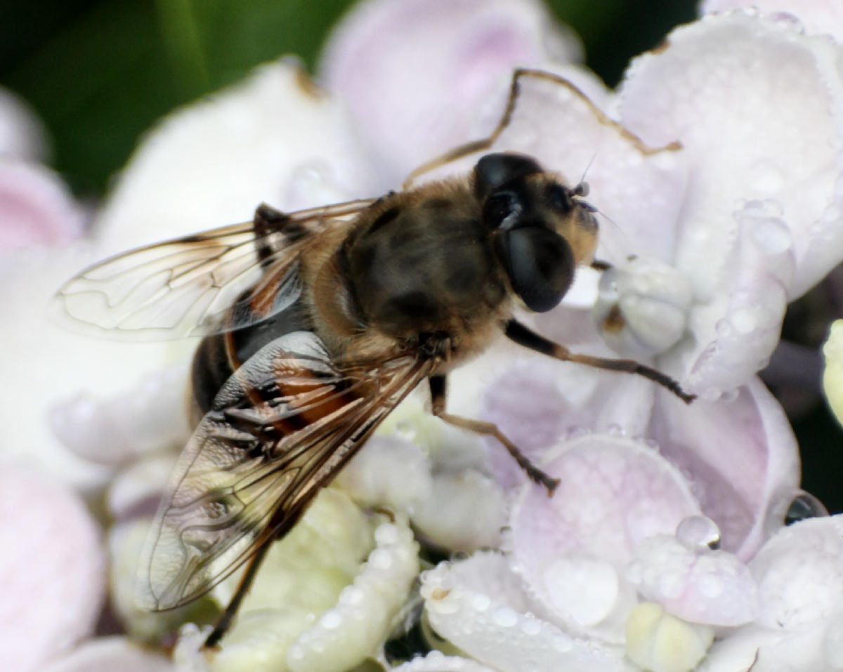 Eristalis sp.